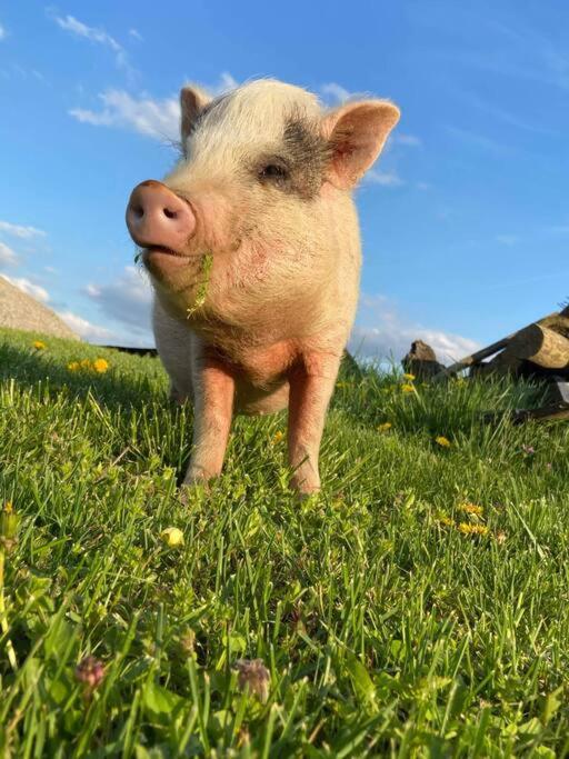 فيلا Bourbon Trail: Caboose On The Farm Lawrenceburg المظهر الخارجي الصورة
